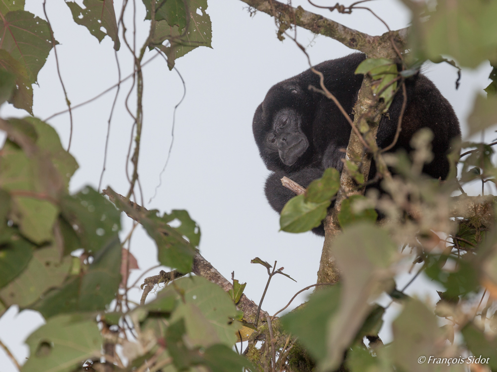 Mantled Howler Monkey (Alouatta palliate)