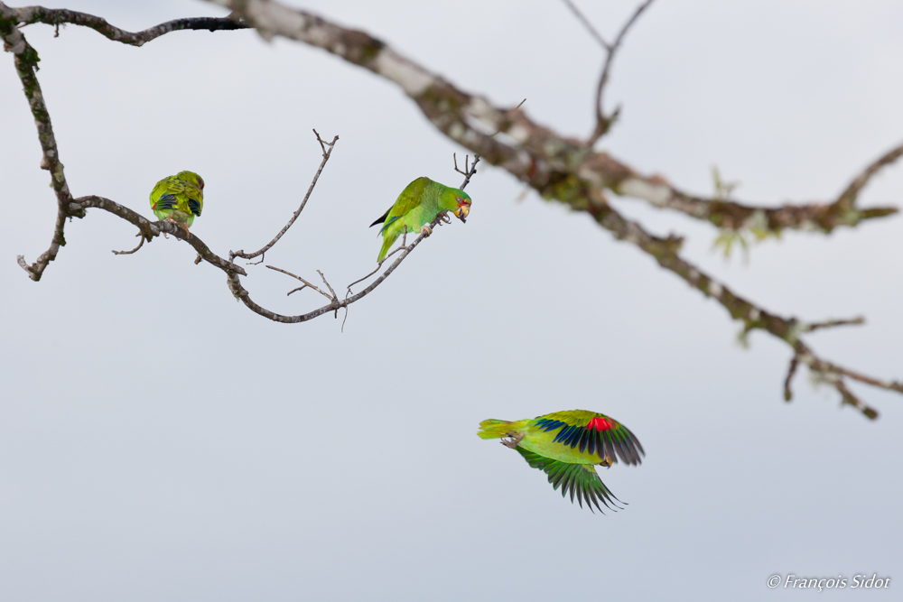 Amazone à lores rouges (Amazona autumnalis)