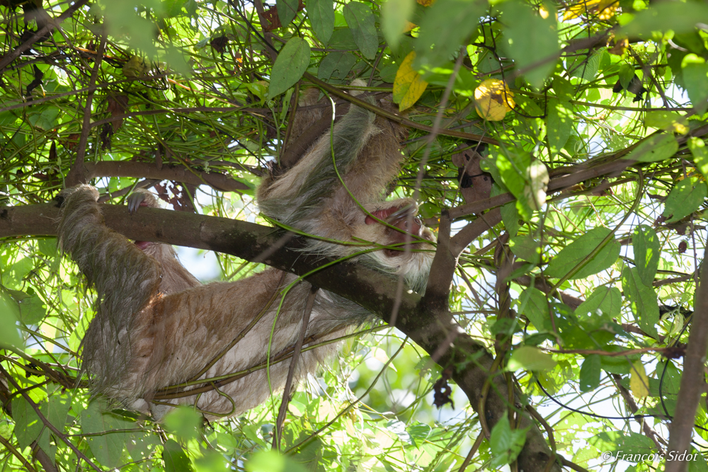 Hoffmann’s Two-Toed Sloth (Choloepus hoffmanni)