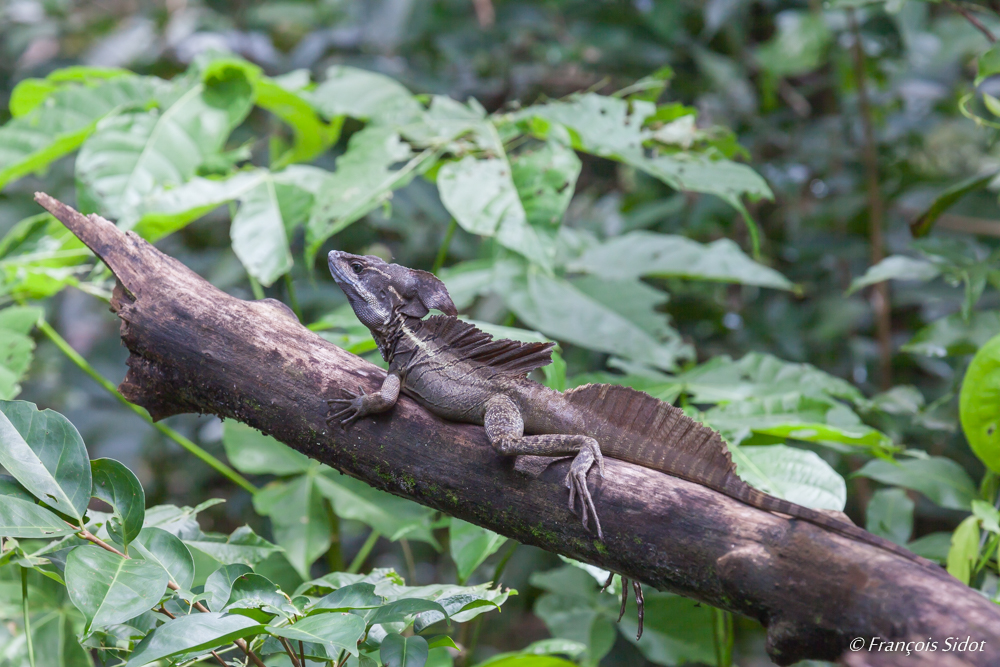 Jesus Christ lizards (Basiliscus basiliscus)