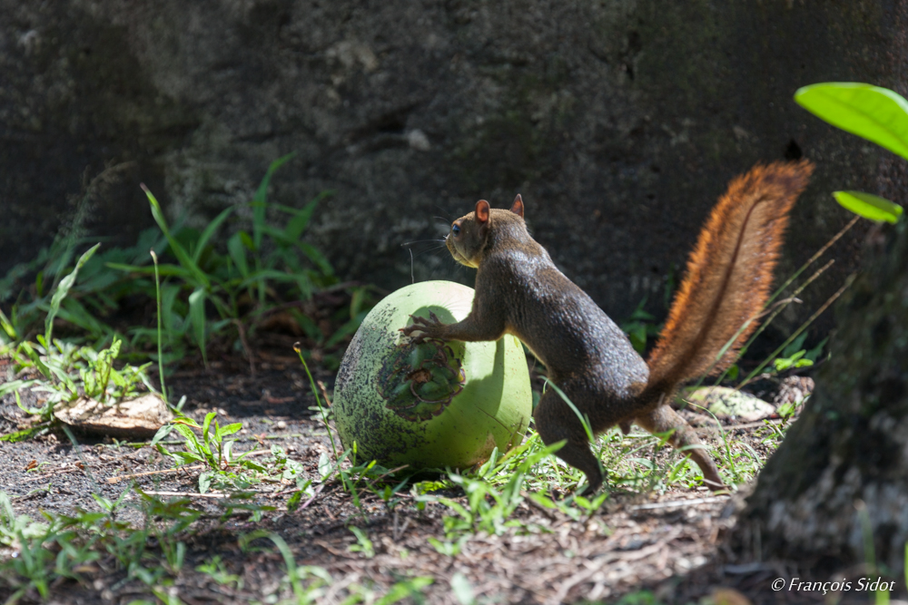 Écureuil à queue rouge (Sciurus granatensis)