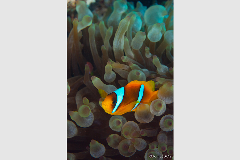 Twoband Anemonefish (Amphiprion bicinctus) and anemone