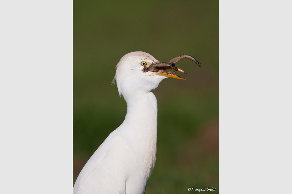 Cattle egret (Bubulcus ibis) and frog
