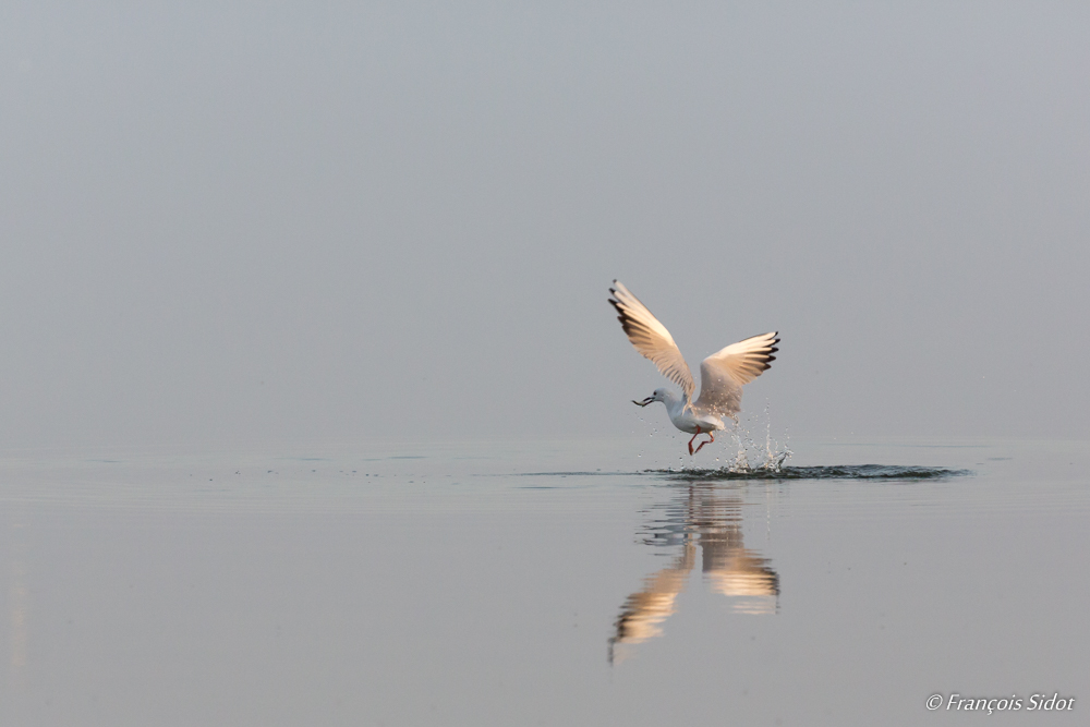 Flying Slender-billed Gull (Larus genei)