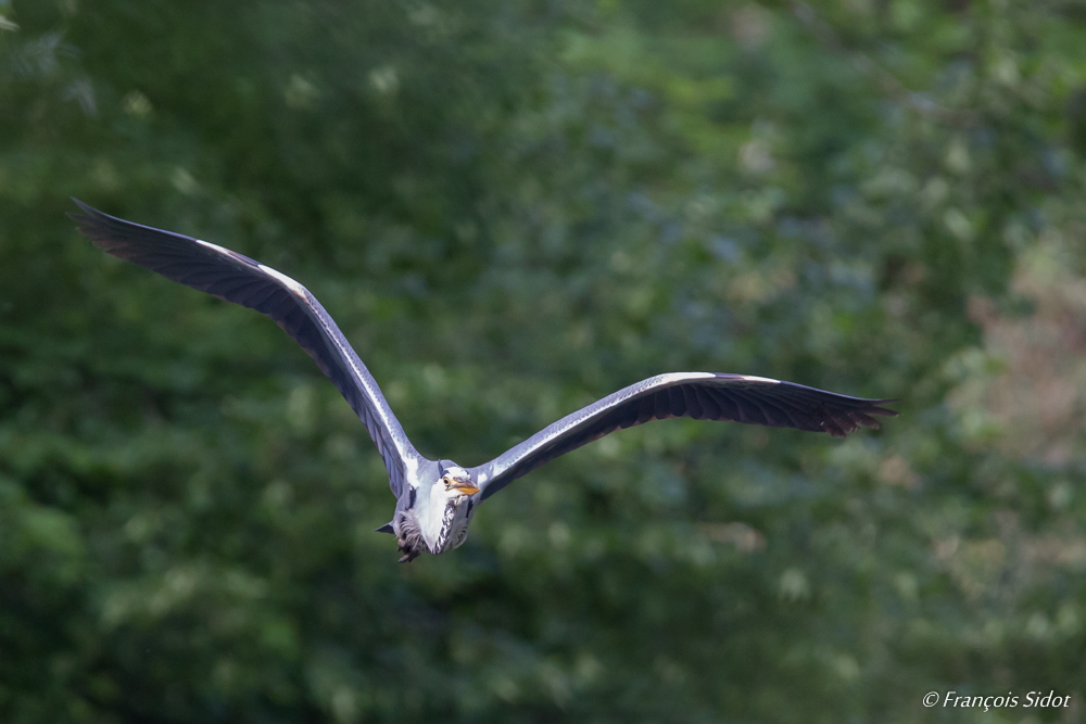 Flying grey heron
