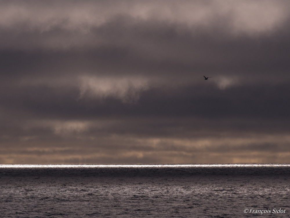 Sea and gull (Svalbard)