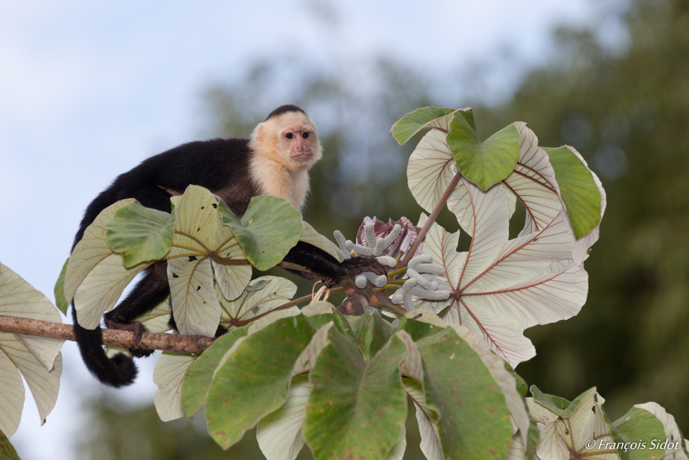 White-Throated Capuchin Monkey (Cebus capucinus)